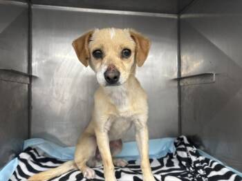 Chihuahua Dogs Available for Adoption in San Bernardino, California - JOY | PetCurious
