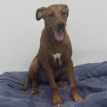 Shoot -  Hound and Mixed Breed Dog for Adoption in Roanoke, Virginia - Shoot | PetCurious