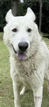 Rescue German Shepherd Dog and Great Pyrenees Dogs for Adoption in Bronson, Texas - Sully | PetCurious