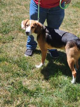 Rescue Beagle and Border Collie Dogs for Adoption in Indianapolis, Indiana - Caesar | PetCurious