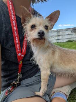 Jill -  Terrier Dog for Adoption in Hermiston, Oregon - Jill | PetCurious