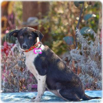 Retriever Dogs Available for Adoption - Reenie | PetCurious