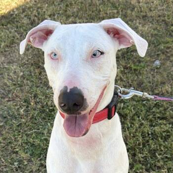 Rescue Catahoula Leopard Dog Dogs for Adoption in Lakeland, Florida - Seymour | PetCurious