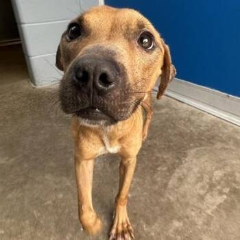 EGG SALAD -  Mixed Breed Dog for Adoption in Fernandina Beach, Florida - EGG SALAD | PetCurious
