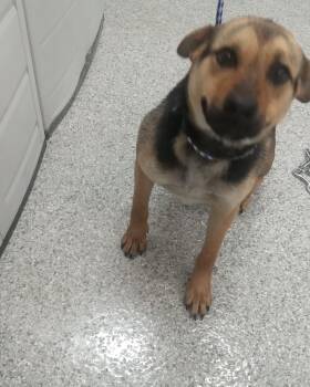 Shepherd and Mixed Breed Dogs Available for Adoption in Auburn, Indiana - Molly | PetCurious
