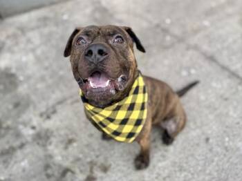Mixed Breed Dogs Available for Adoption in New York, New York - Hockey | PetCurious