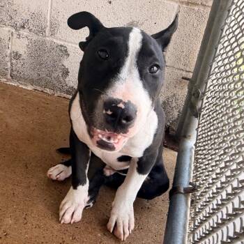 Pit Bull Terrier Dogs Available for Adoption in Edinburg, Texas - Rocket | PetCurious