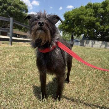 Cairn Terrier and Miniature Schnauzer Dogs Available for Adoption in Sanford, North Carolina - Storm | PetCurious