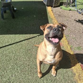 Maya -  Pit Bull Terrier Dog for Adoption in Groveland, Massachusetts - Maya | PetCurious