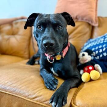 Mickey Melt Your Heart -  Pit Bull Terrier and Black Labrador Retriever Dog for Adoption in Friendswood, Texas - Mickey Melt Your Heart | PetCurious