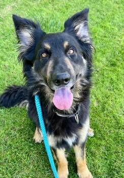 German Shepherd Dog Dogs Available for Adoption in Sacramento, California - LUCIEN | PetCurious
