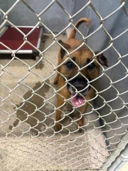 Pit Bull Terrier and Mixed Breed Dogs Available for Adoption - Liberty | PetCurious