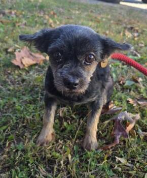 Rescue Yorkshire Terrier and Affenpinscher Dogs for Adoption in Malvern, Pennsylvania - Kiwi | PetCurious