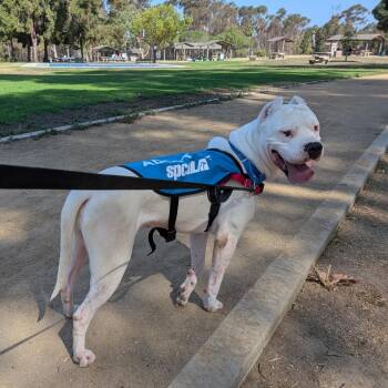 Cane -  Dogo Argentino and Mixed Breed Dog for Adoption in Long Beach, California - Cane | PetCurious