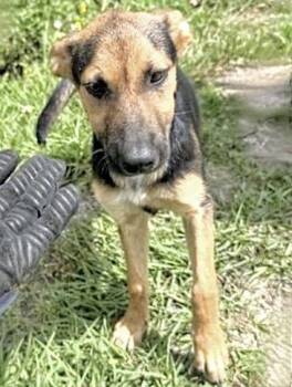 German Shepherd Dog Dogs Available for Adoption in Houston, Texas - A654433 | PetCurious