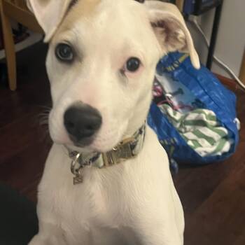 Carlton -  Terrier Dog for Adoption in Farmington, Minnesota - Carlton | PetCurious