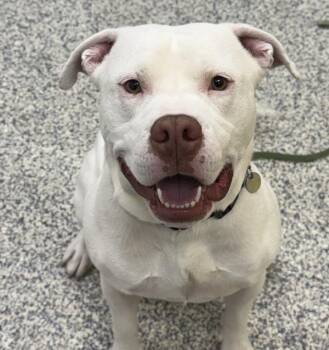 Pit Bull Terrier Dogs Available for Adoption - Slim Shady | PetCurious