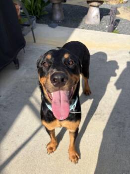 Kona-NJ -  Rottweiler Dog for Adoption in Magnolia, Texas - Kona-NJ | PetCurious