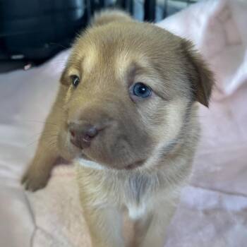 Labrador Retriever and Shepherd Dogs Available for Adoption in San Diego, California - Shasta Pup - Shastina | PetCurious