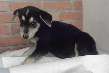 PIPER -  Siberian Husky and Mixed Breed Dog for Adoption in Houston, Texas - PIPER | PetCurious