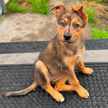 Shepherd and Catahoula Leopard Dog Dogs Available for Adoption in Brockport, New York - Piper  | PetCurious