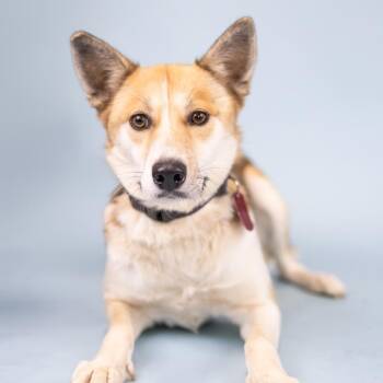 Dancer -  Mixed Breed Dog for Adoption in Portland, Oregon - Dancer | PetCurious