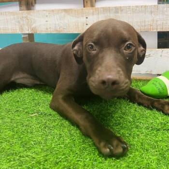 Coco -  Mixed Breed Dog for Adoption in Lake Jackson, Texas - Coco | PetCurious