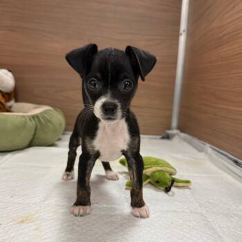 Paco -  Chihuahua and Mixed Breed Dog for Adoption in Cedar Park, Texas - Paco | PetCurious