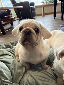 Pug and Pekingese Dogs Available for Adoption in Ferndale, Washington - Ernie | PetCurious