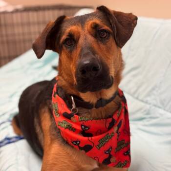 Rescue German Shepherd Dog and Mixed Breed Dogs for Adoption in Goleta, California - Calli | PetCurious