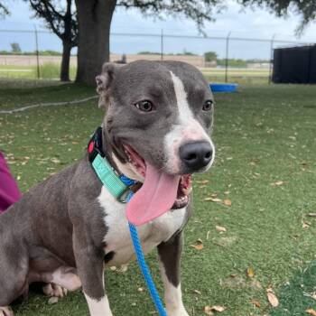 Cupid -  Mixed Breed Dog for Adoption - Cupid | PetCurious