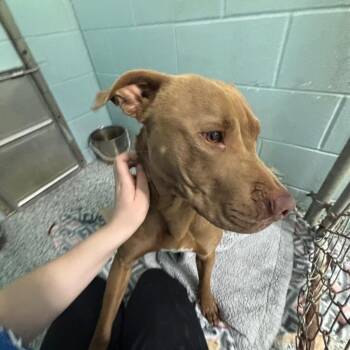 Terrier Dogs Available for Adoption in Hartford City, Indiana - Princess | PetCurious