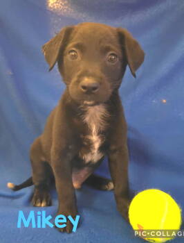 Rescue Labrador Retriever Dogs for Adoption in West Palm Beach, Florida - Mikey | PetCurious