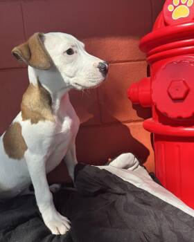 Rescue American Bully and Hound Dogs for Adoption in Pensacola, Florida - Widow Jane | PetCurious