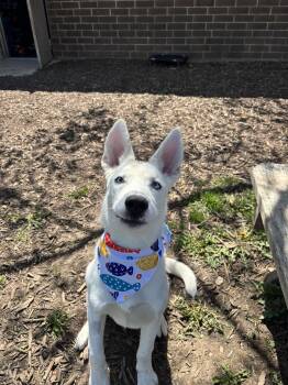 German Shepherd Dog and Husky Dogs Available for Adoption in Yorkville, Illinois - Hunter | PetCurious