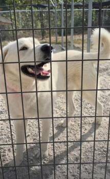Bear -  Great Pyrenees Dog for Adoption in Stanton, Kentucky - Bear | PetCurious