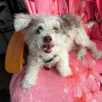 Poodle Dogs Available for Adoption - Trina | PetCurious