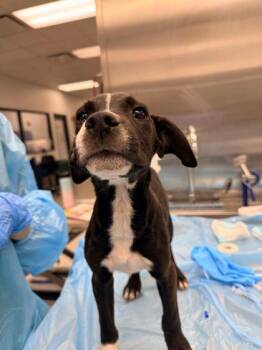 Damon -  Mixed Breed Dog for Adoption in Kansas City, Missouri - Damon | PetCurious