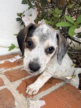 Beagle and Australian Cattle Dog Blue Heeler Dogs Available for Adoption - Hudson | PetCurious