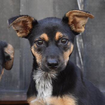 Smiley -  Mixed Breed Dog for Adoption in Los Angeles, California - Smiley | PetCurious