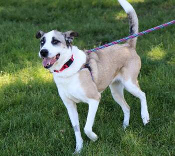 Australian Shepherd and Shepherd Dogs Available for Adoption in Kansas City, Missouri - Calliope | PetCurious