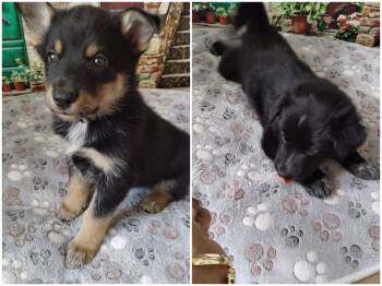 Tom -  Australian Shepherd and Siberian Husky Dog for Sale in Ramsey, Minnesota - Tom | PetCurious