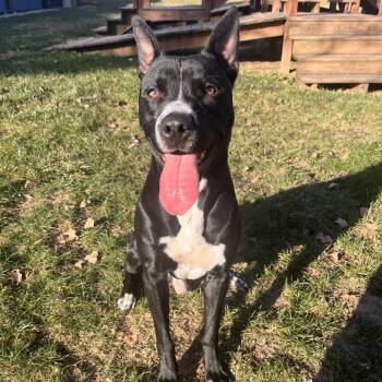 Rescue Pit Bull Terrier Dogs for Adoption in Kansas City, Kansas - Popeye | PetCurious