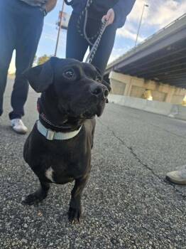 Count Chocula -  Mixed Breed Dog for Adoption in Wayne, New Jersey - Count Chocula | PetCurious