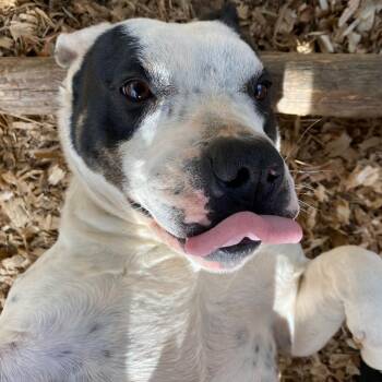 Rescue Bulldog Dogs for Adoption in Franklin, North Carolina - Titan | PetCurious