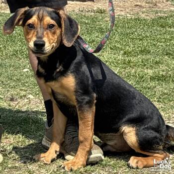 Australian Cattle Dog Blue Heeler and Retriever Dogs Available for Adoption in Washington, District Of Columbia - Baxter | PetCurious