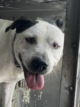 Mixed Breed Dogs Available for Adoption - MURPHY | PetCurious