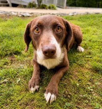 Ripley -  Australian Shepherd Dog for Adoption in Dahlonega, Georgia - Ripley | PetCurious
