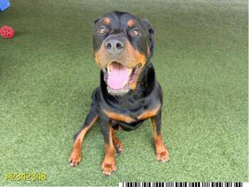 KING -  Mixed Breed Dog for Adoption in West Palm Beach, Florida - KING | PetCurious