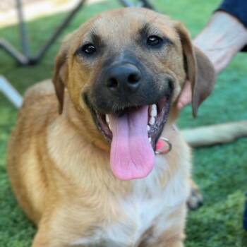 Lilac A2290469 -  Mixed Breed Dog for Adoption in Middletown, New York - Lilac A2290469 | PetCurious